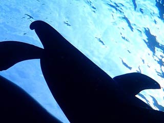 御蔵島のイルカの名前は「コシャクレ」
