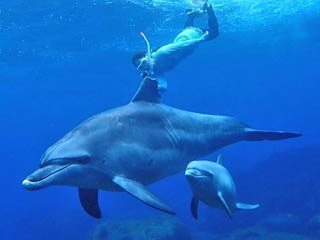 御蔵島のイルカの名前は「ジョー」