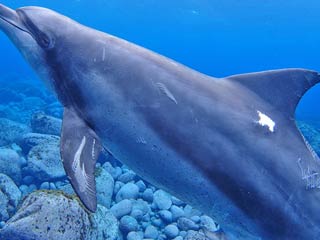 御蔵島のイルカの名前は「小枝枝雄」