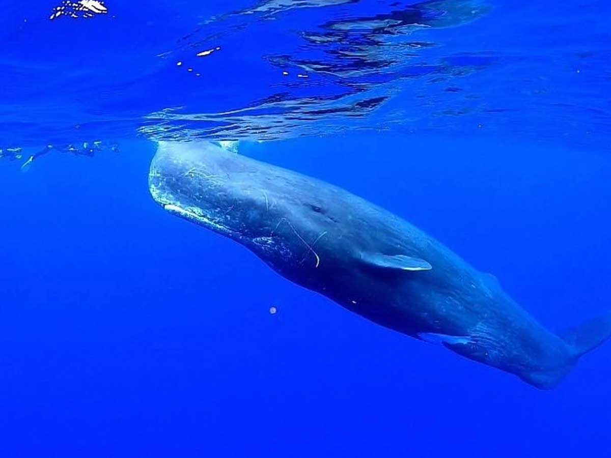 奄美大島ホエールスイム