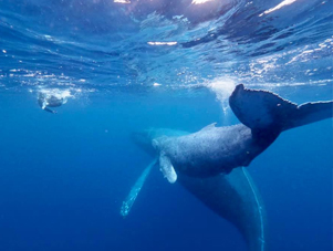 海の王者ザトウクジラとご対面